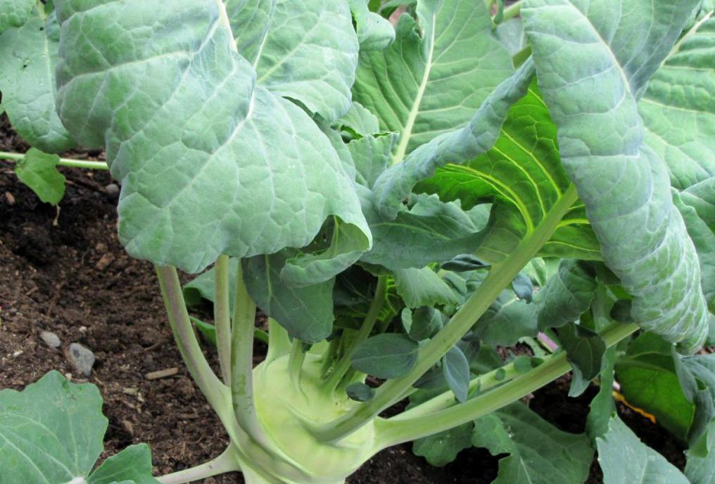 Kohlrabi cabbage in the garden