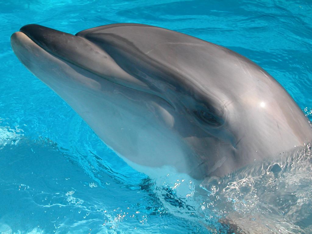 Афалина - наиболее популярный дельфин