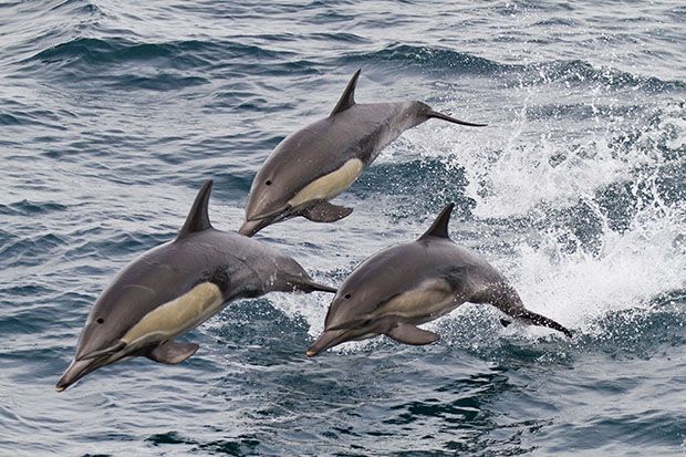 Дельфины собираются в стаи