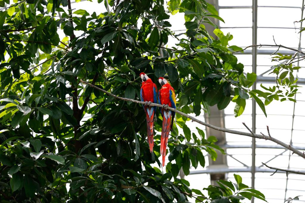 Tropical zoo inhabitants