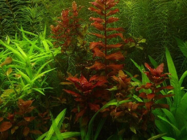 Rotala macrandra red