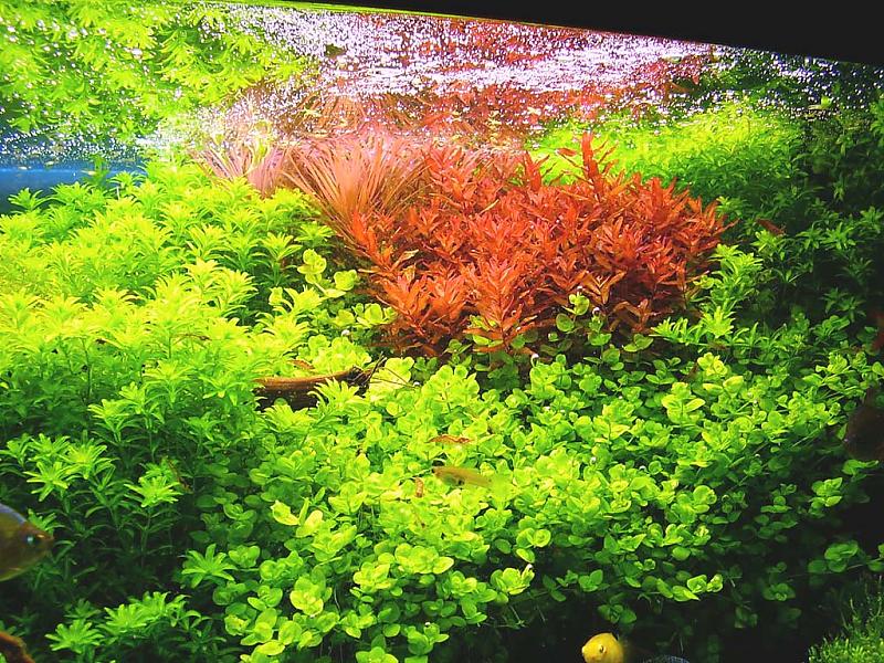 Rotala macrand green