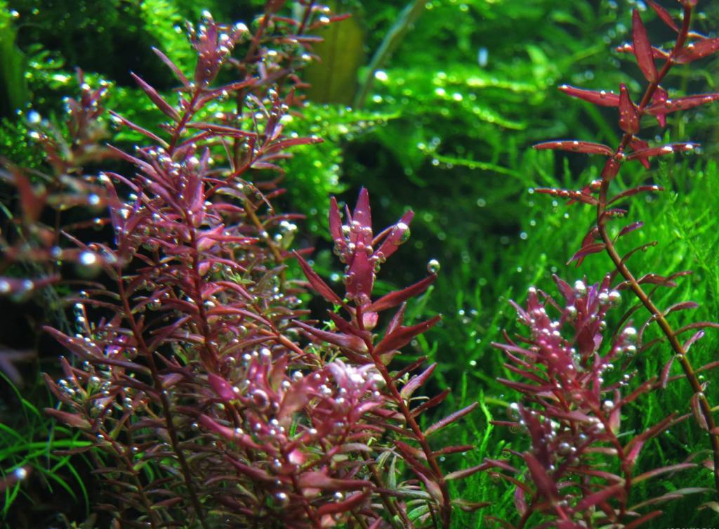 View of Rotala Macrand