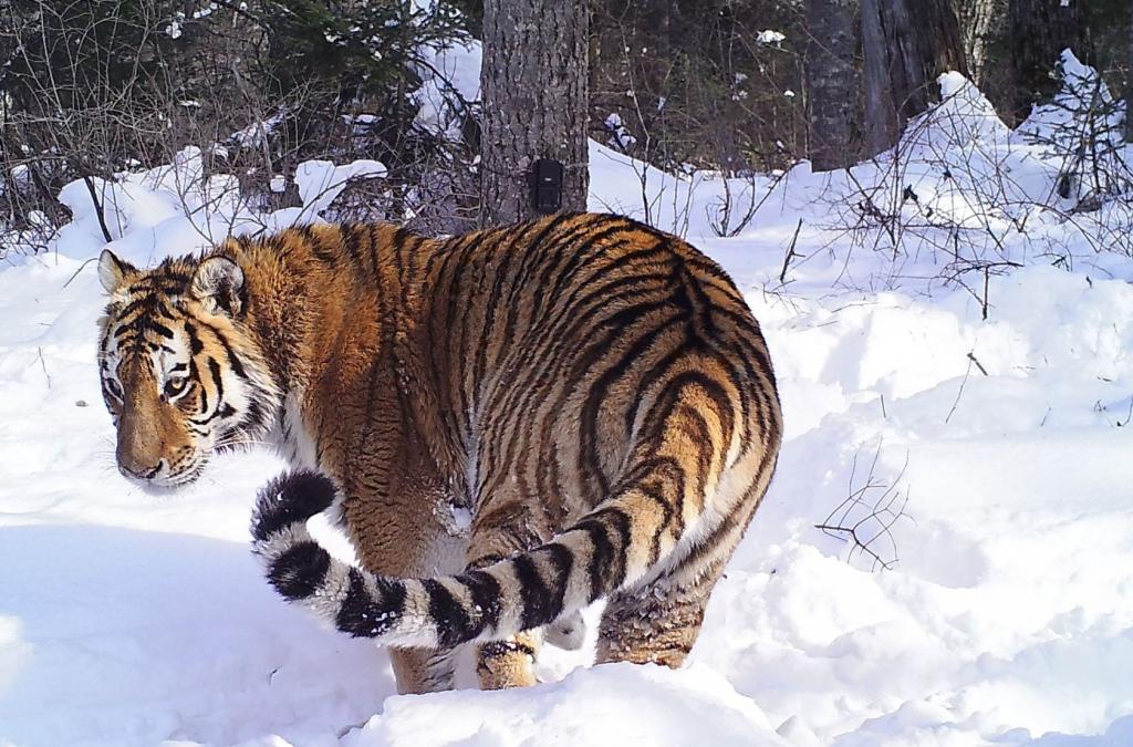 Amur tiger