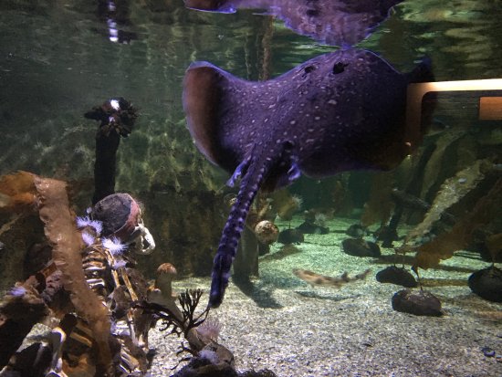 Stingray feeding