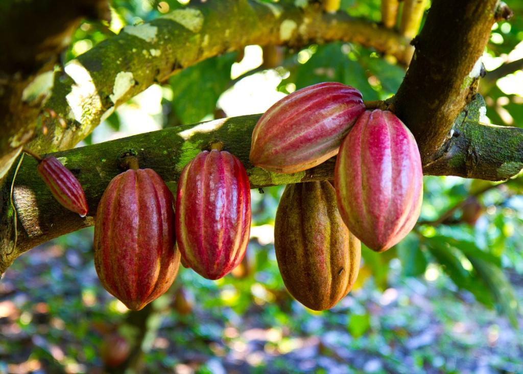 Дерево какао