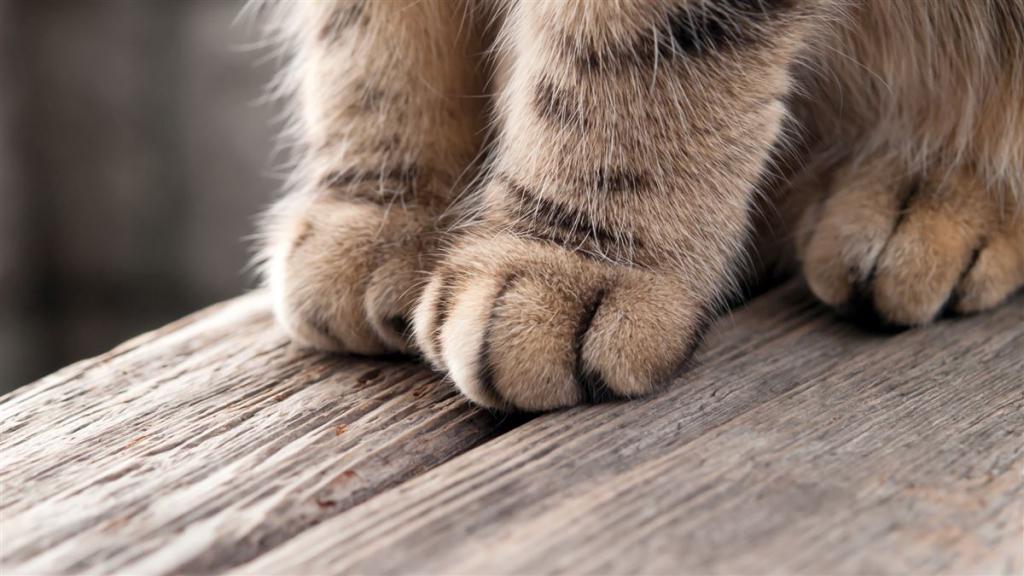 Cat paws