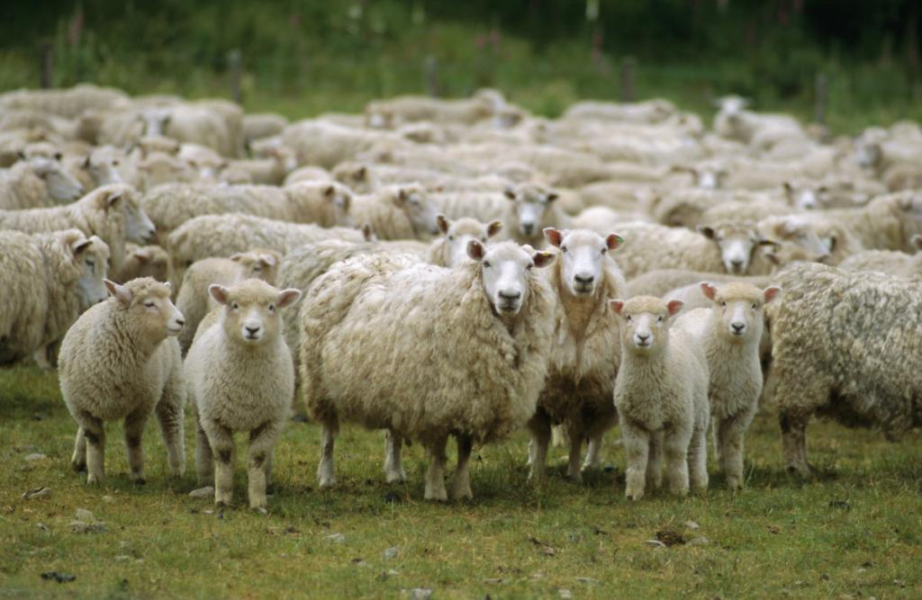 Животноводство - разведение овец