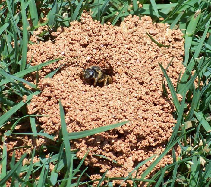 земляные пчелы как избавиться