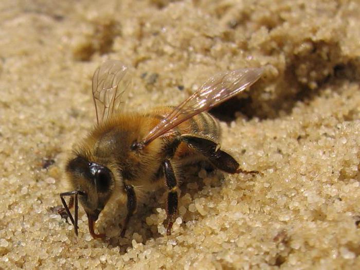 как избавиться от земляных пчел на участке 