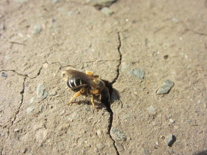 как вывести земляных пчел 