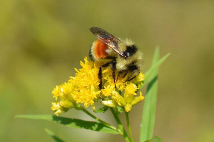 как бороться с земляными пчелами 