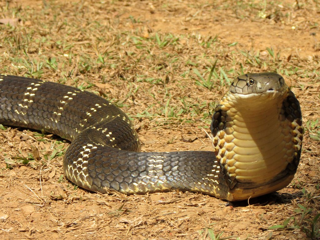 Какая змея самая ядовитая в мире фото