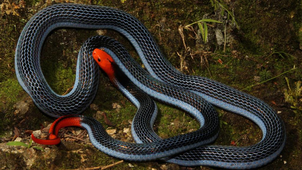 Змеи в карелии виды фото и названия
