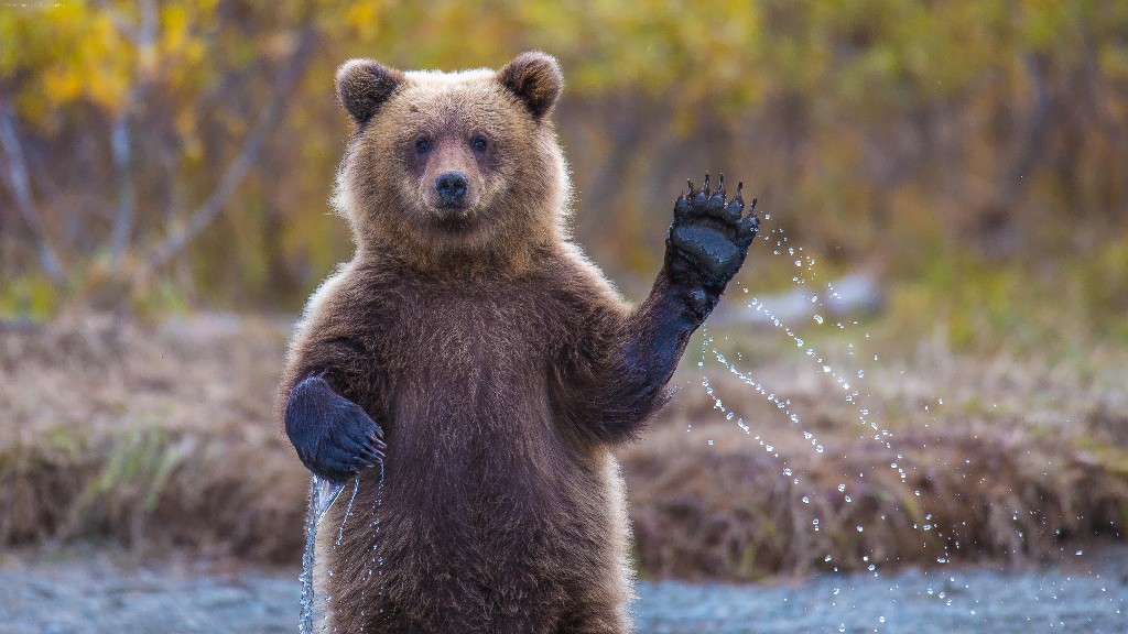 Приветливый медведь