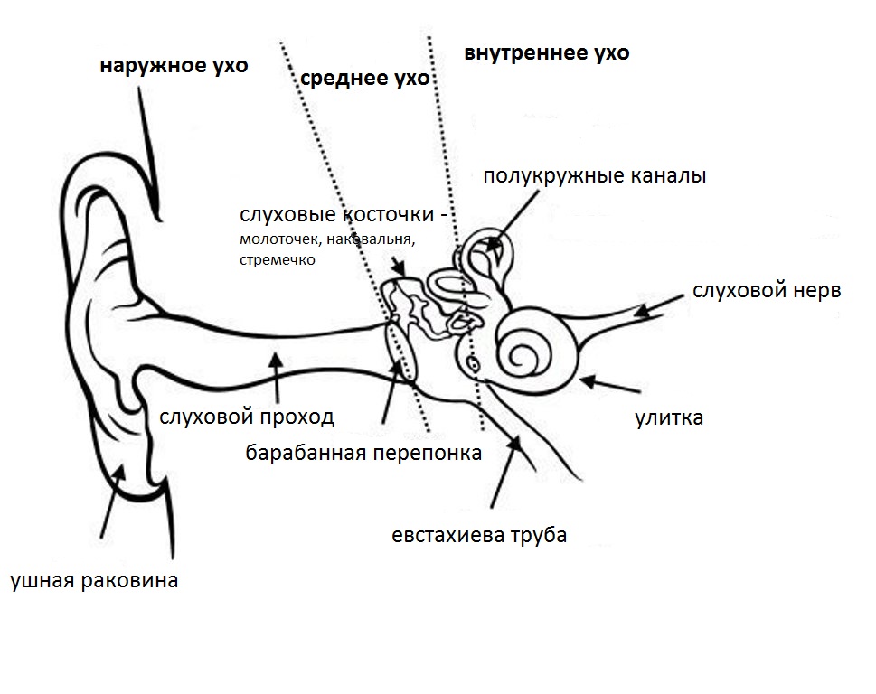 Устройство уха человека схема