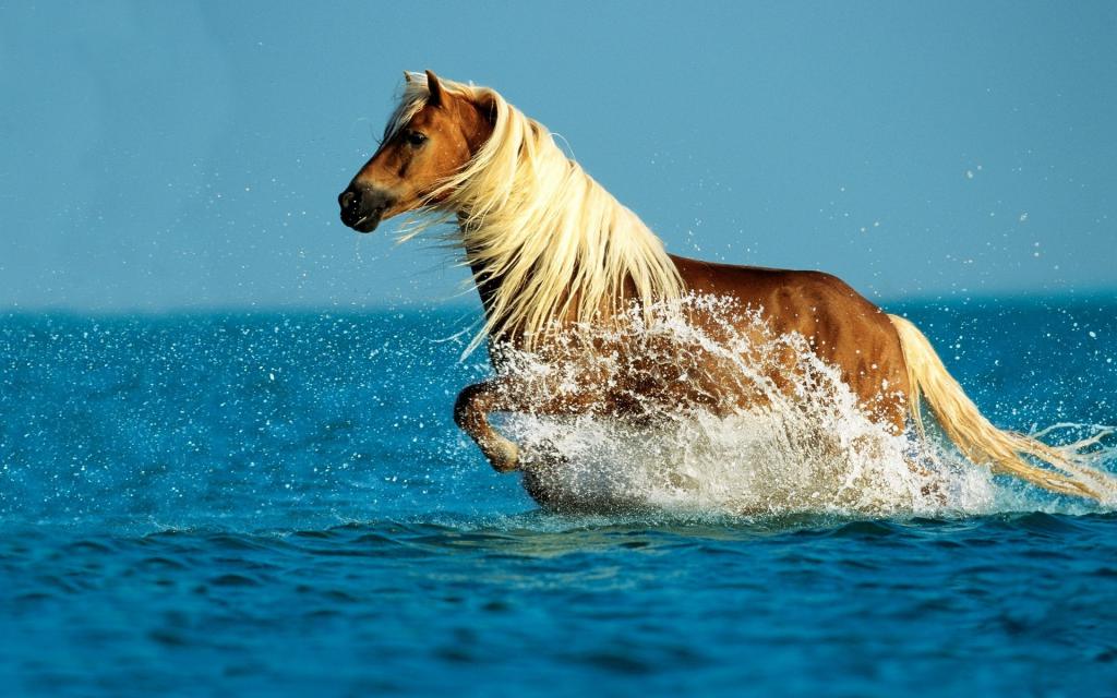 Лошадь бежит в воде