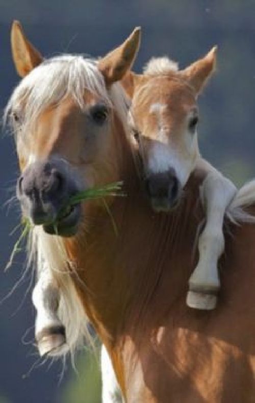 Лошадь и новорожденный жеребенок
