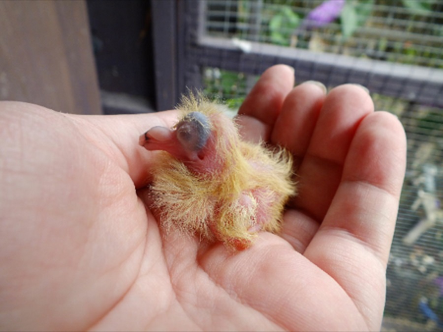 Новорожденный птенец голубя
