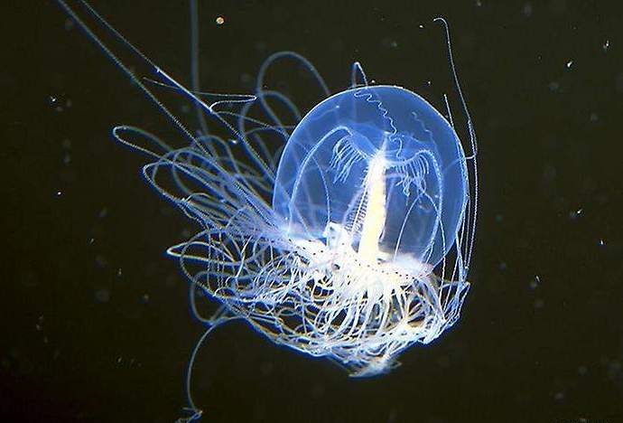 Медуза Turritopsis