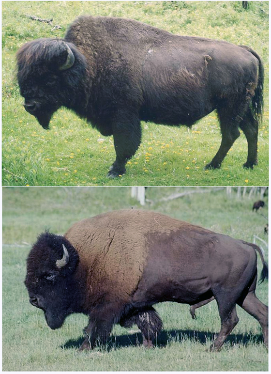 Две разновидности бизонов