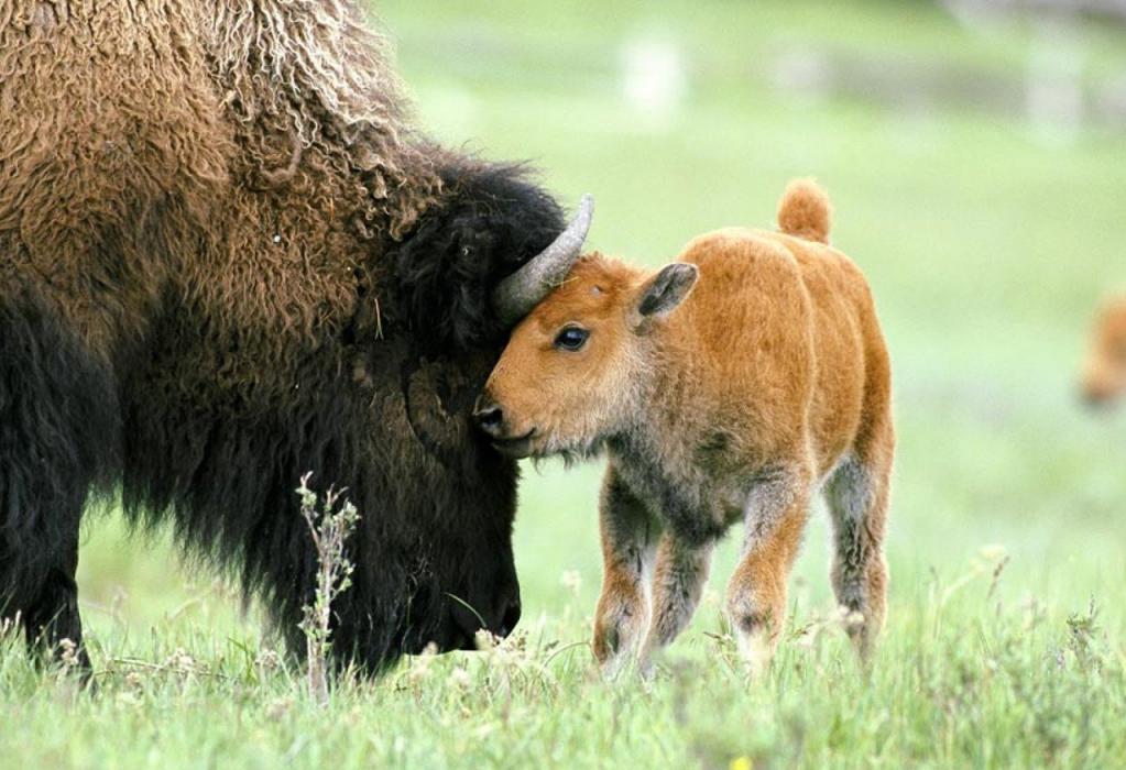 Маленький бизон с мамой