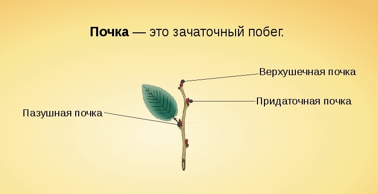 Расположение почек на побеге