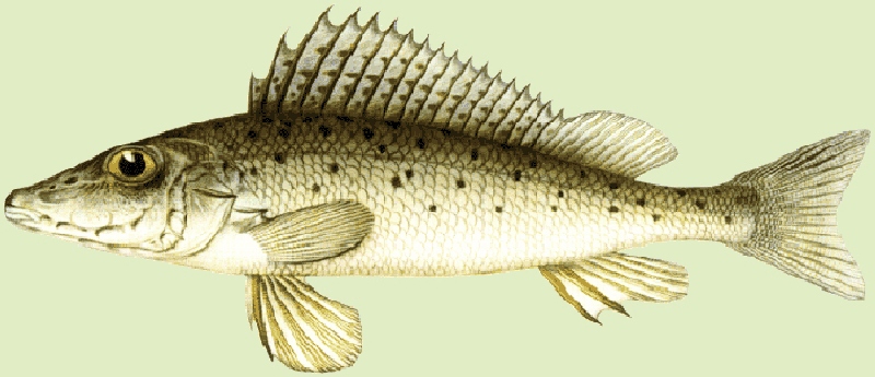 Типичная рыба бирюк - картинка
