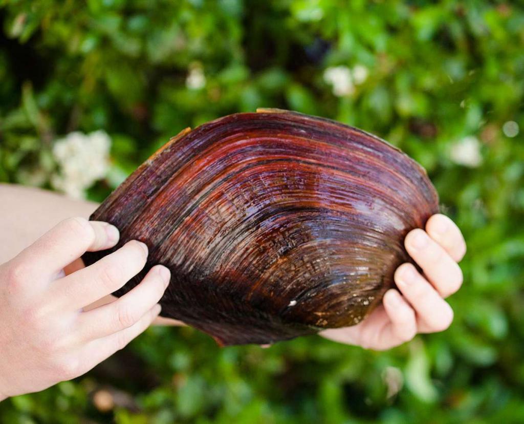 Giant Clam Unio pictorum