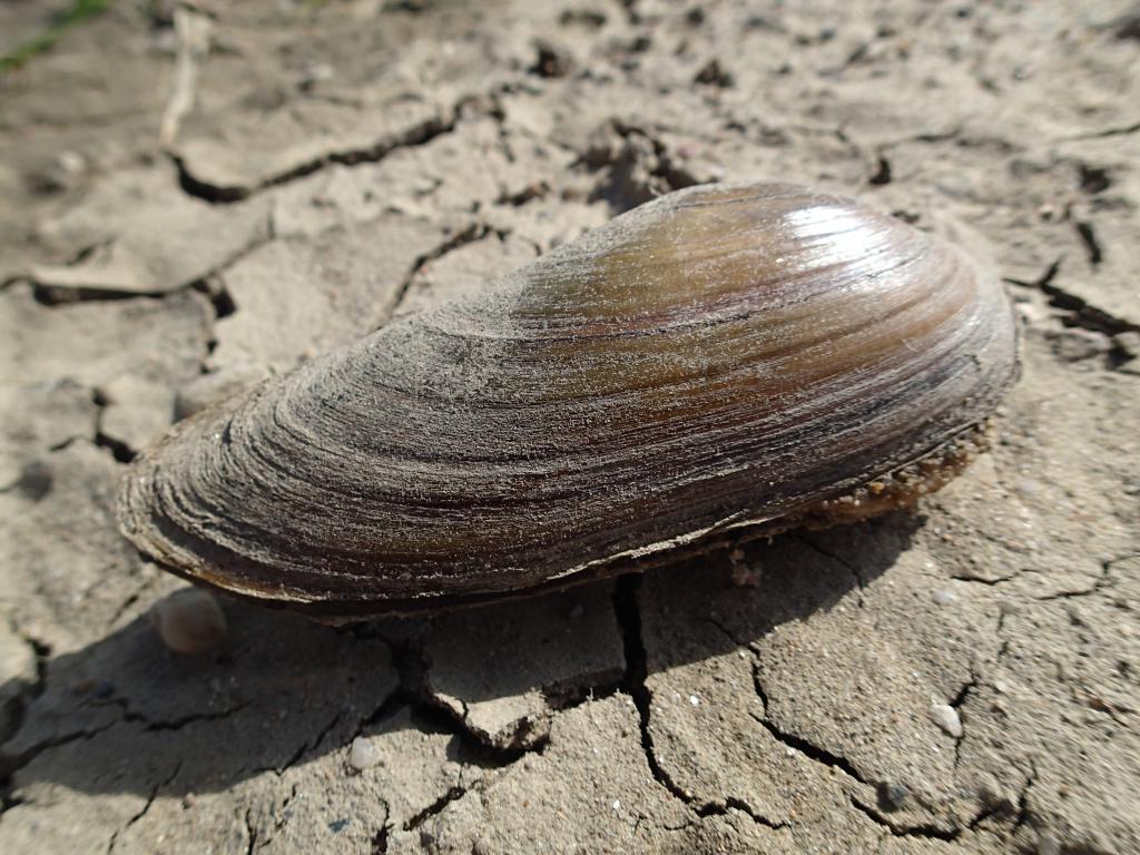 Wedge-shaped barley