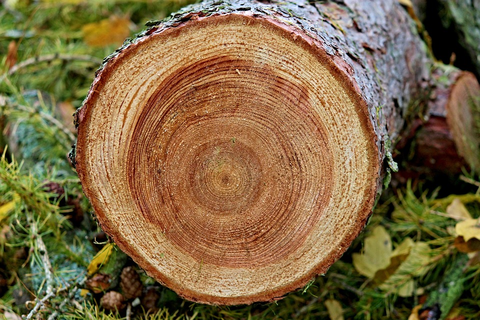 Как определить дерево по фото онлайн