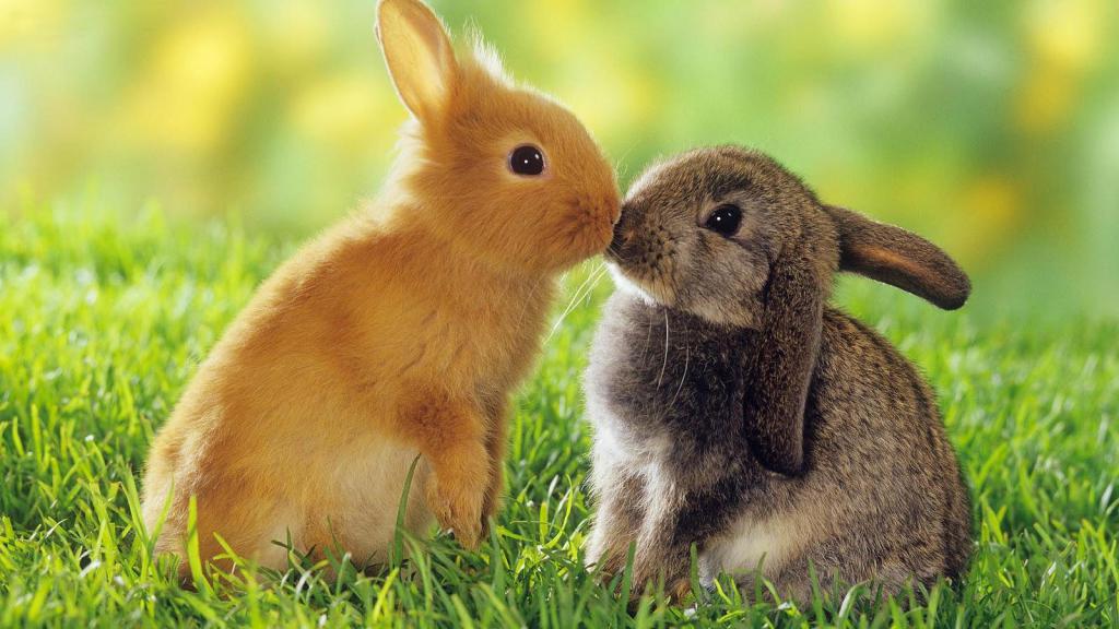 Пара кроликов всегда символизируют двух партнеров