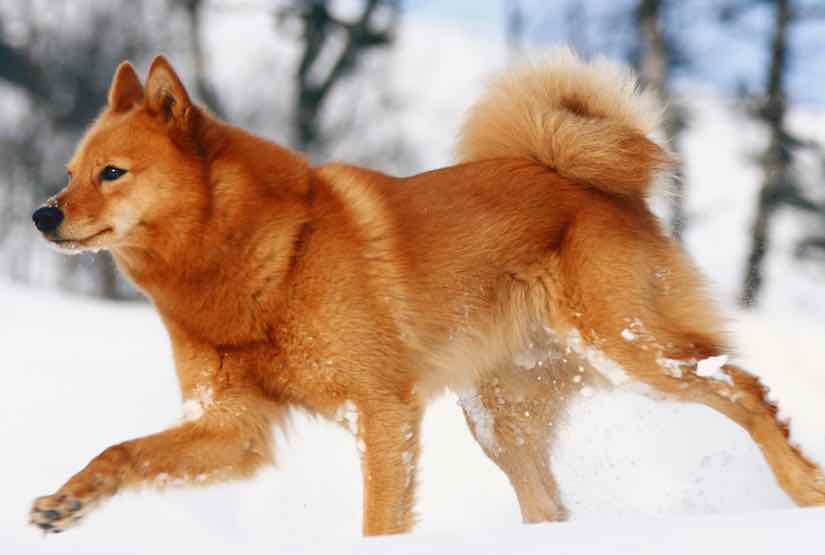 Карело-финская собака