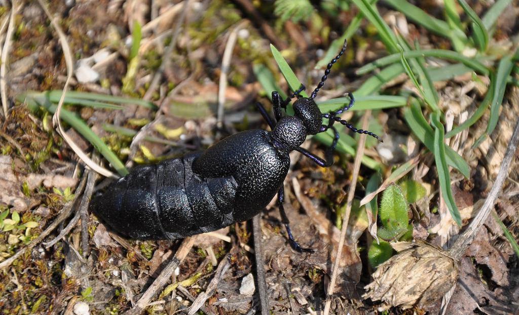 Black beetle T-shirt