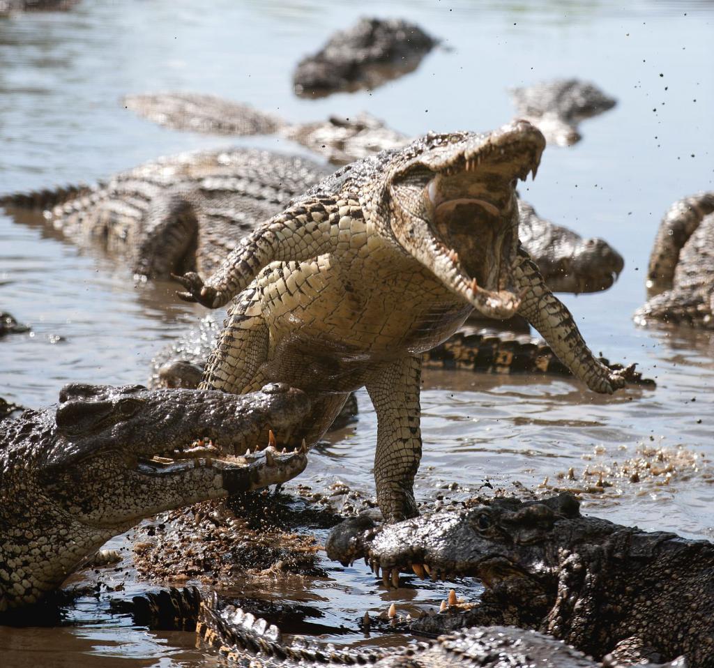 Кубинские крокодилы агрессивны и активны