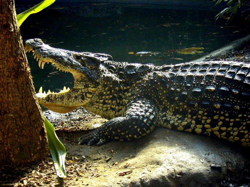 У кубинского крокодила широкая голова