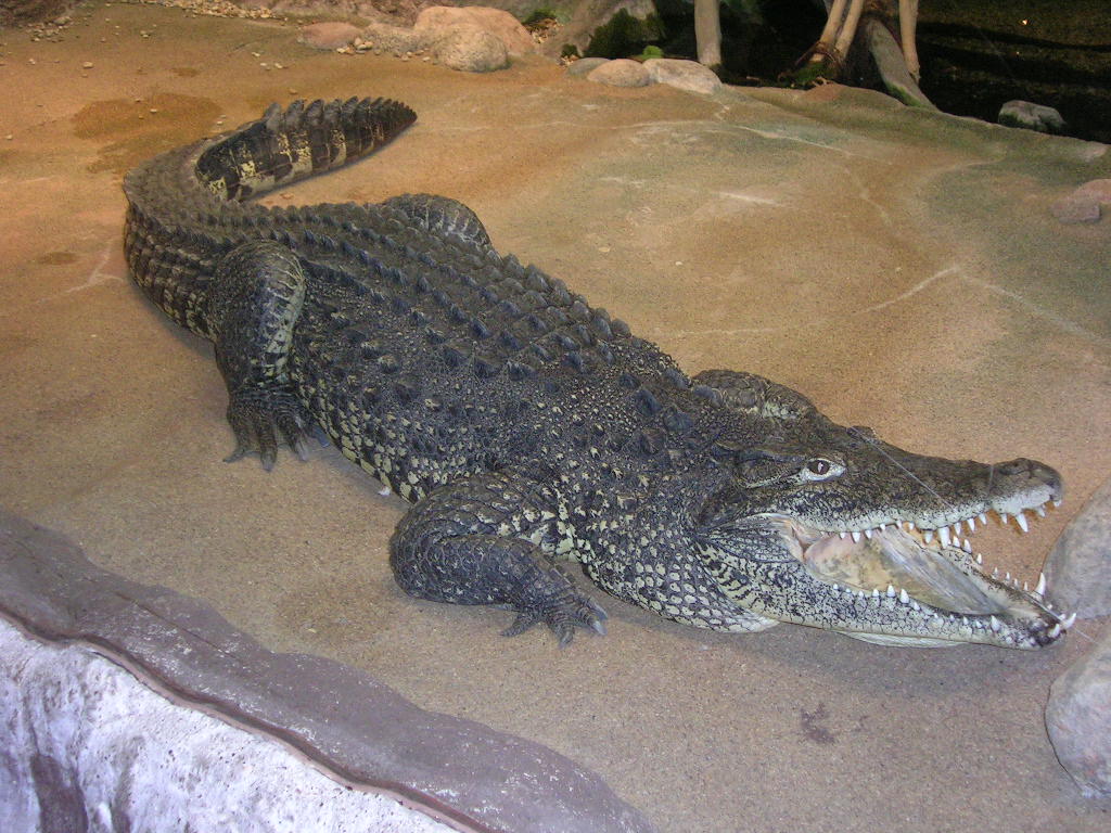 Крокодил хорошо живет в неволе