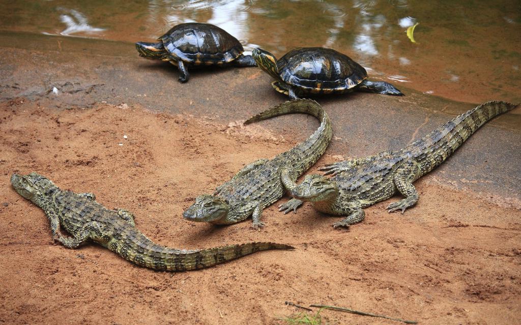 Детеныши крокодилов и черепахи