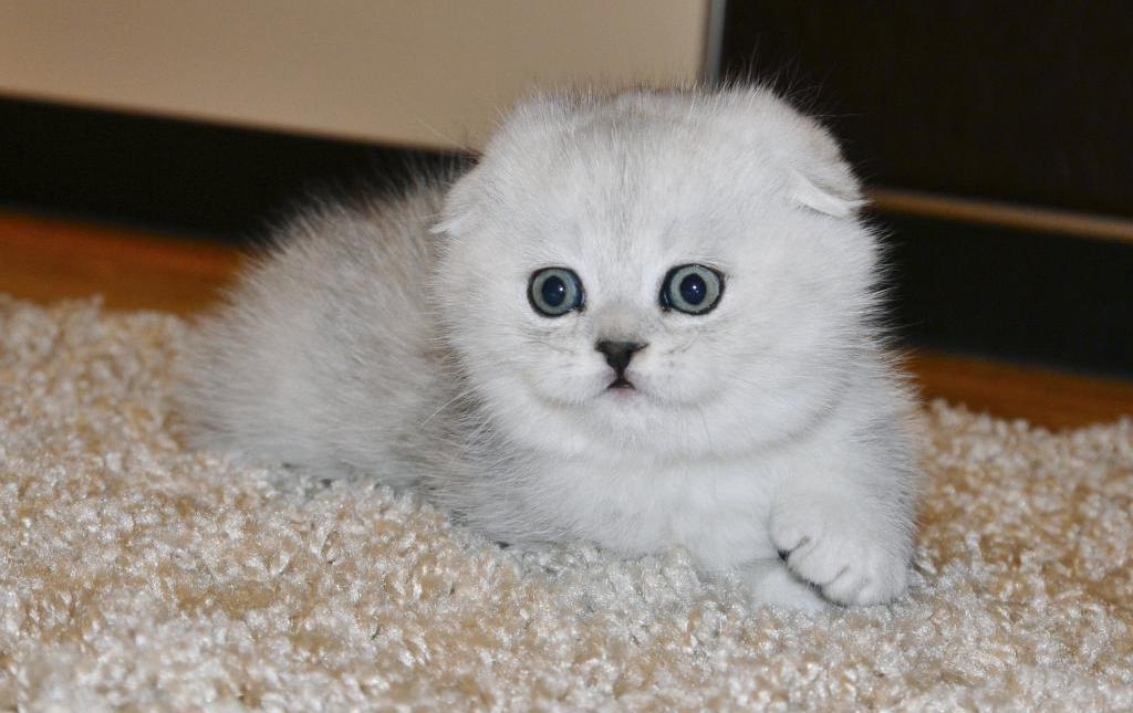 Snow scottish kitten