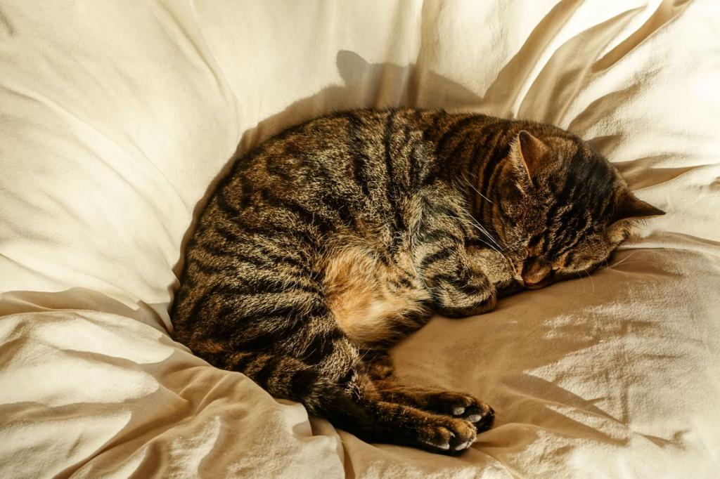Спящая на перине кошка