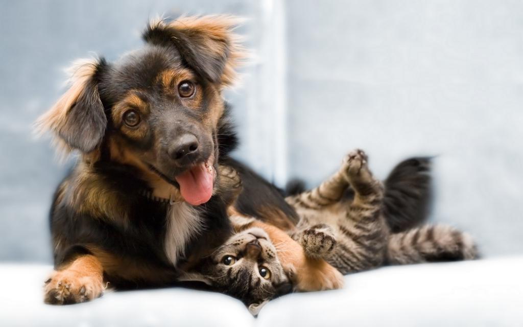 Dog playing with cat