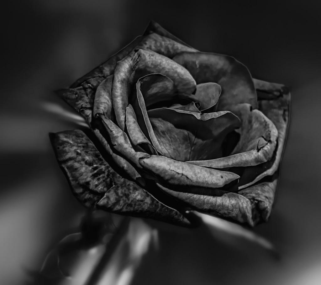Черные розы обои