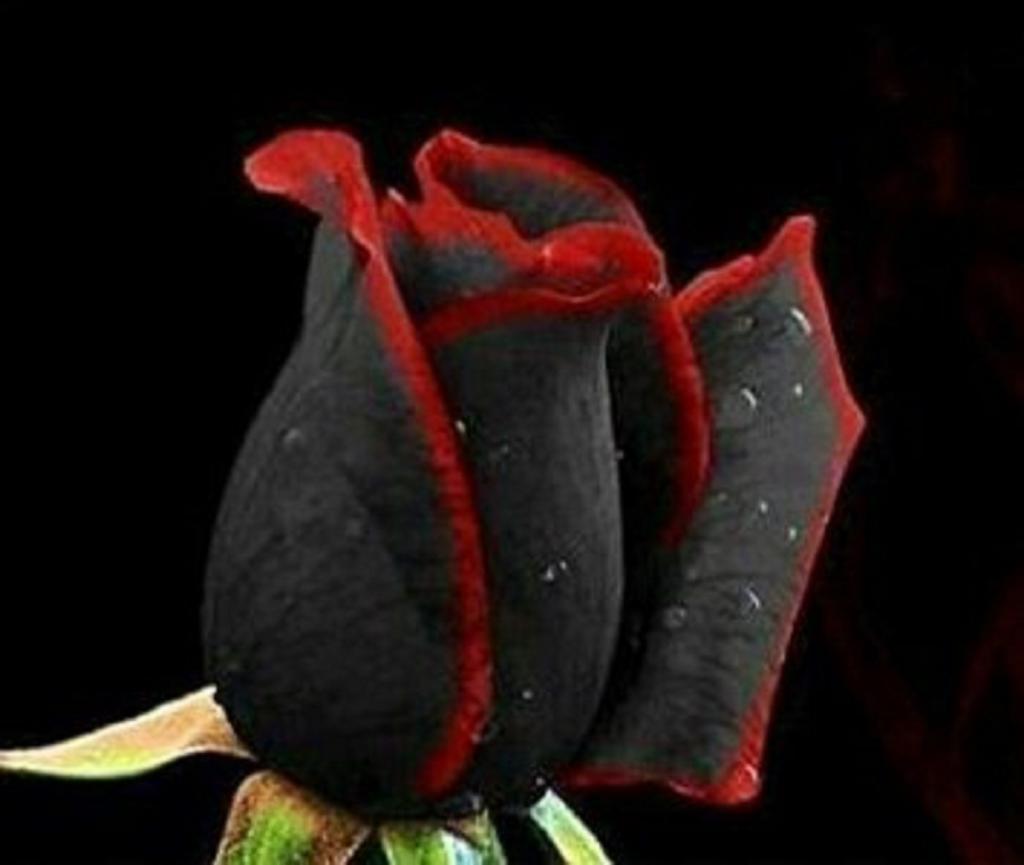 сонник черные розы