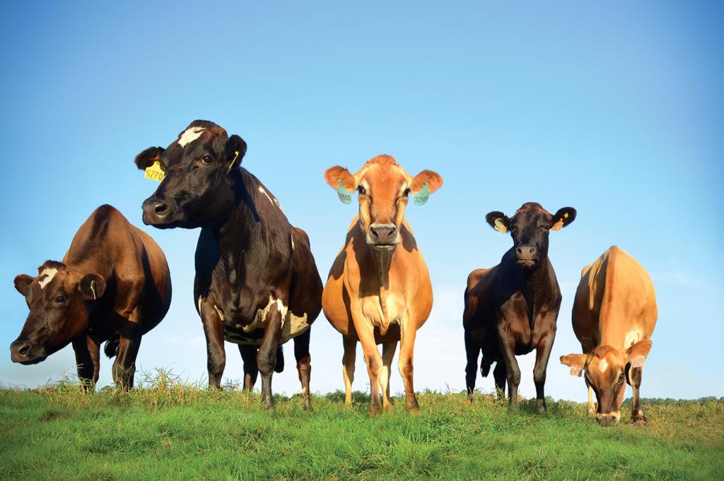 Пять разных коров