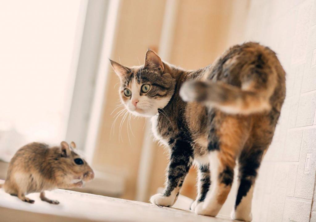 Кошка увидела крысу