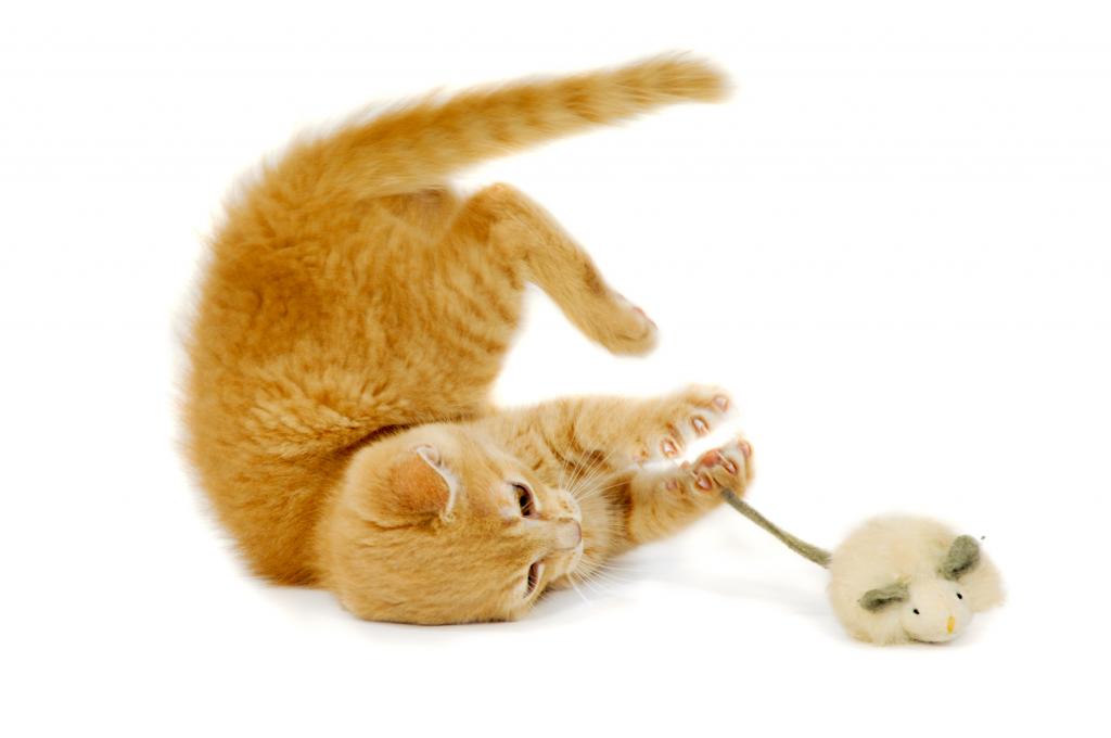 Кошка ловит игрушечную мышь