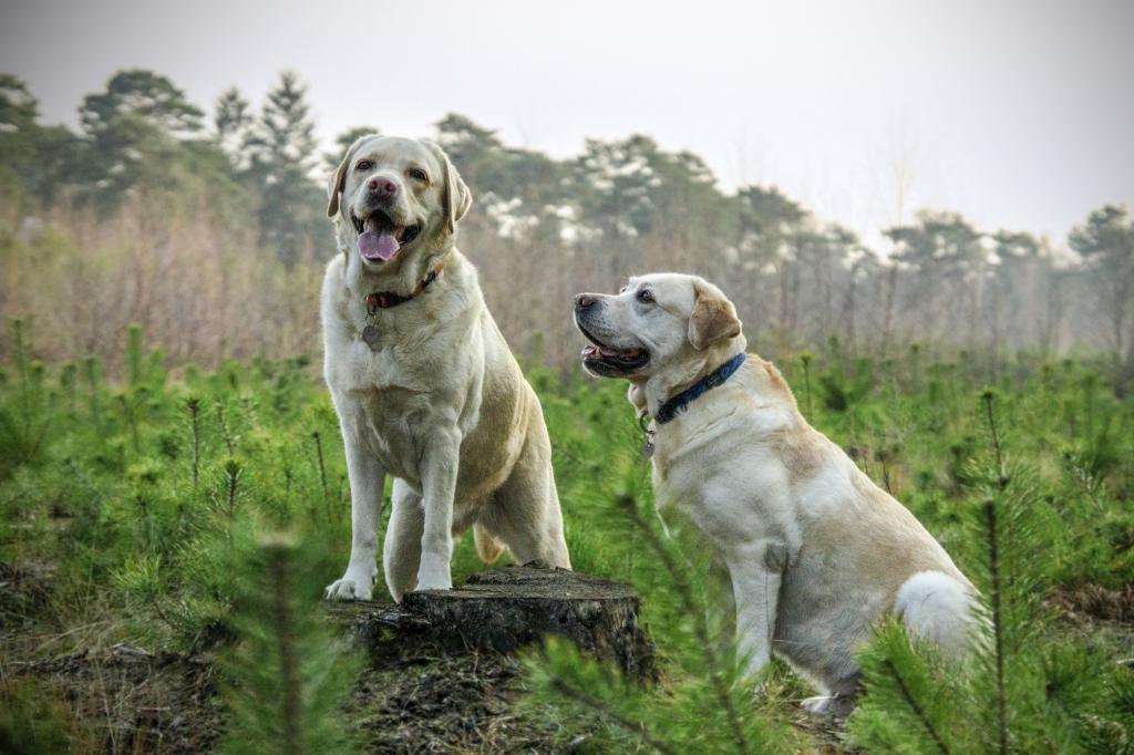 Dogs for a walk