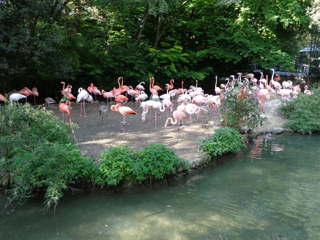 Фламинго в зоопарке Мюнхена