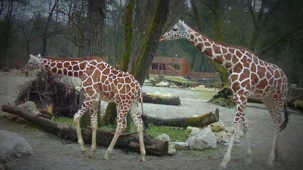 Жирафы в зоопарке Мюнхена