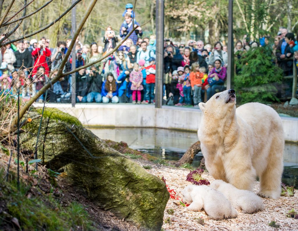 Белые медведи в зоопарке Мюнхена